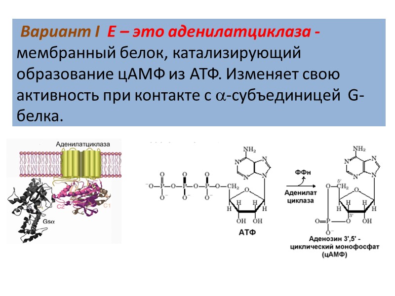 Вариант I  Е – это аденилатциклаза - мембранный белок, катализирующий образование цАМФ из